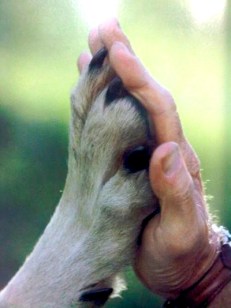 Dog and Hand