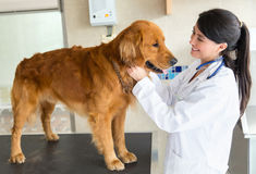 dog with vet