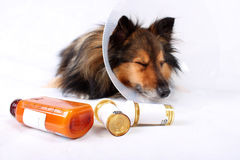 dog with med bottles