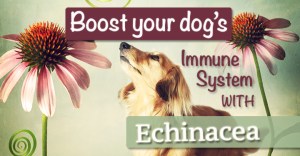 Echinacea-- the herb of choice for an immune system boost