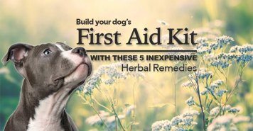 Herbal First Aid by Dogs Naturally Magazine (Dana Scott)