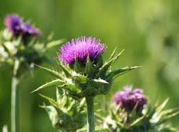 Milk Thistle