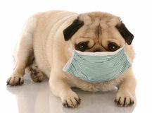 sick-dog-10980120
