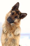german-shepherd-12270656