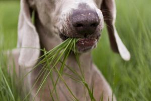 dog eating grass