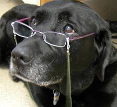 dog with glasses