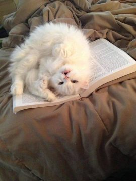 Kitty reading