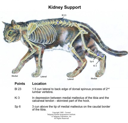 Feline Kidney Support
