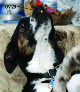 GV 26 Dog