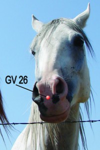 GV 26 Horse