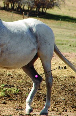 SP6 Equine