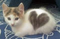 heart cat
