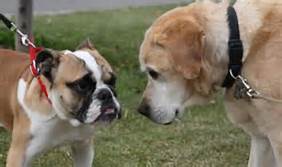 dog meets dog