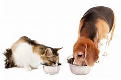 dogs and cats eating