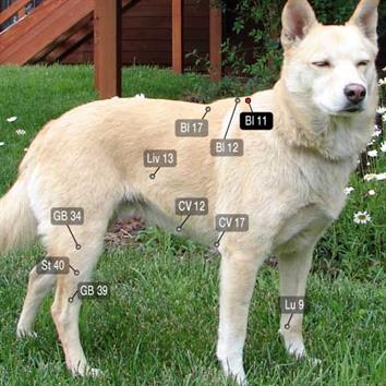 bladder 11 canine and feline