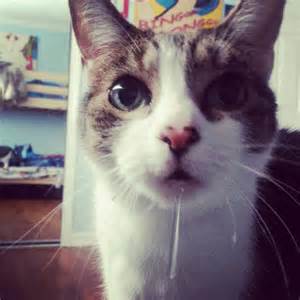 cat drool 2