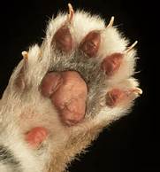 cat scratch fever paw