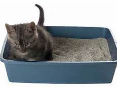cat using litter box