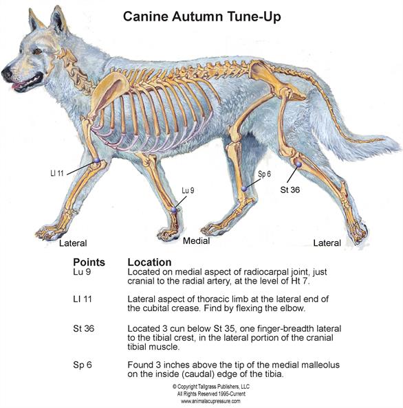 canineautumn_tuneup-jpe