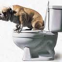 dog on toliet