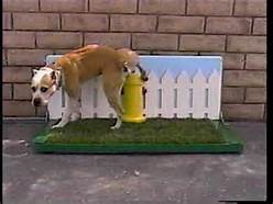 dog-peeing