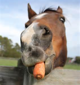 horse-carrot
