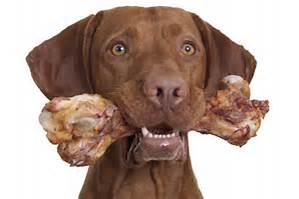 dog-with-bone-2