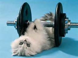 cat-weights