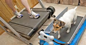 dog-tread-mill