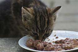 cat-wet-food