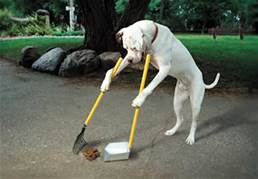 dog-scooping-poop